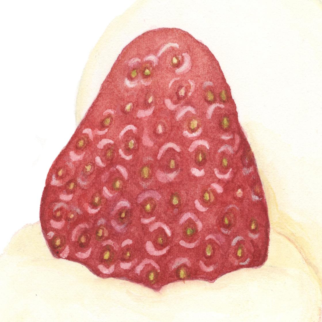 野菜・果物・食材のイラスト承ります 商業イラストレーターが商品の売り上げアップを応援します!