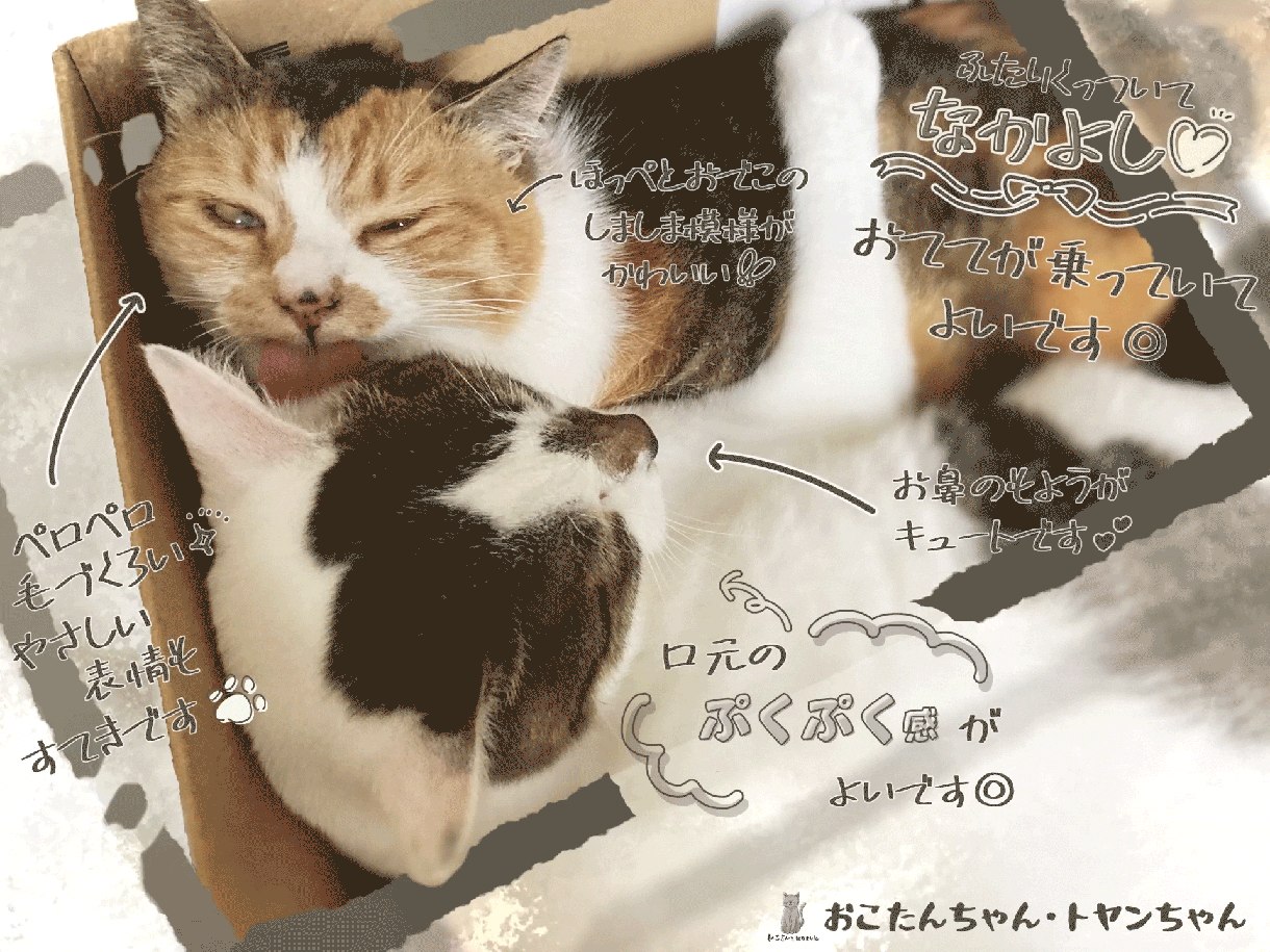 あなたのおうちのねこさんをほめます ねこさんのお写真に、ねこさんのステキなところを書き込みます イメージ2