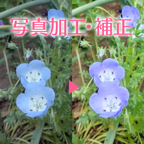 【画像加工】色補正します◎