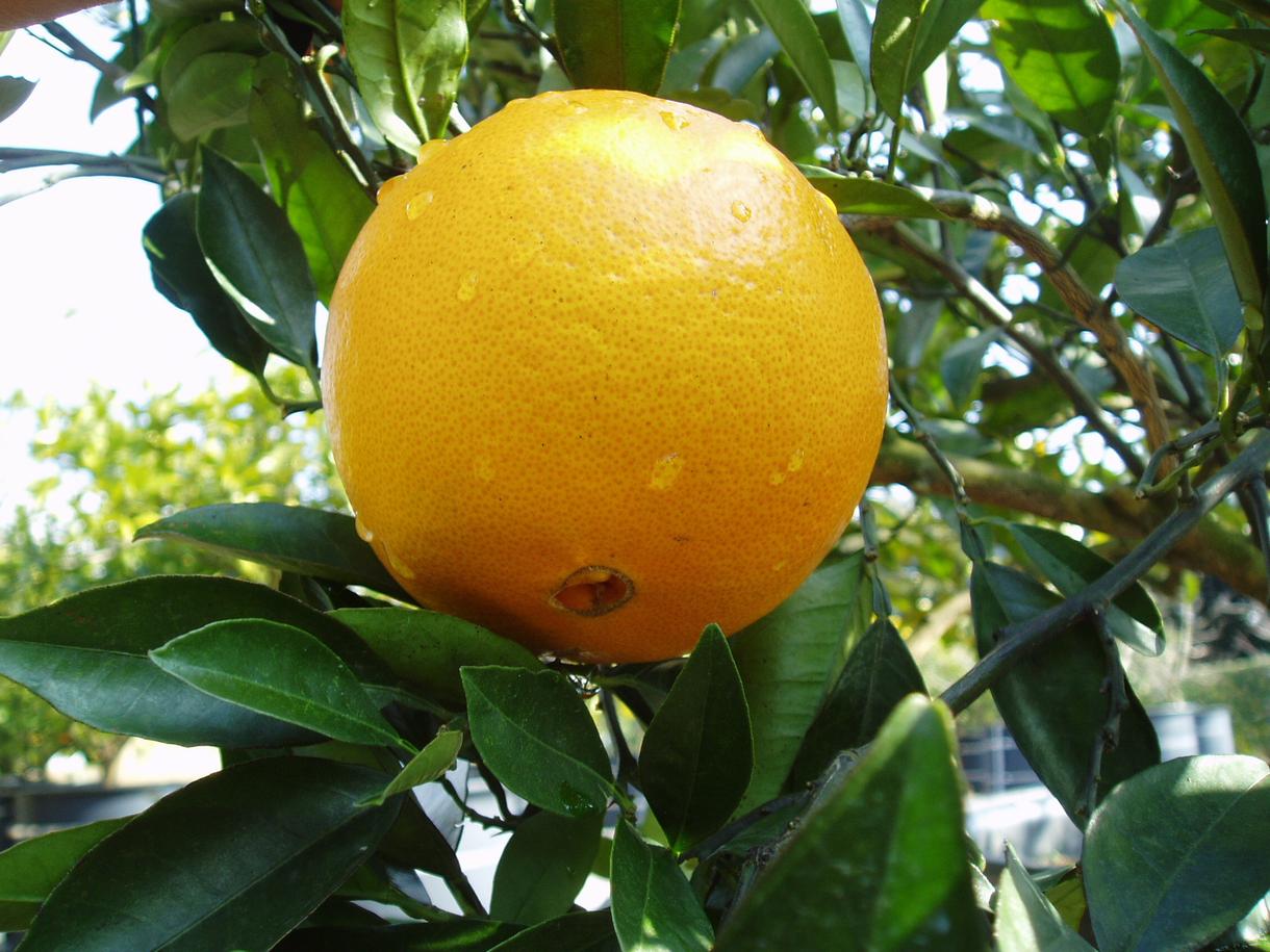 果樹のお悩み解決します ! 植物管理経験で得た実践的な方法で、果樹の実りを楽しもう!