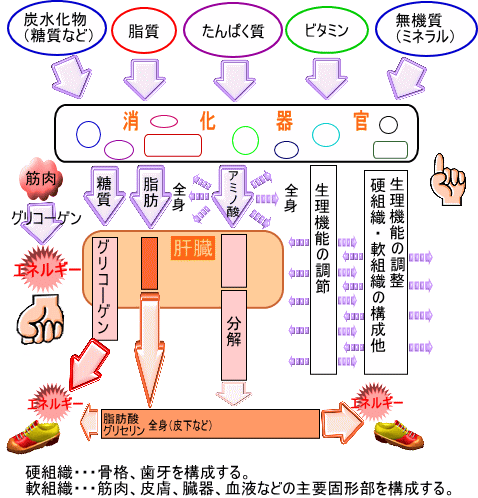 サプリメント選びのポイントをシェアします 自分に合ったサプリメント選びを支援します♬ イメージ3