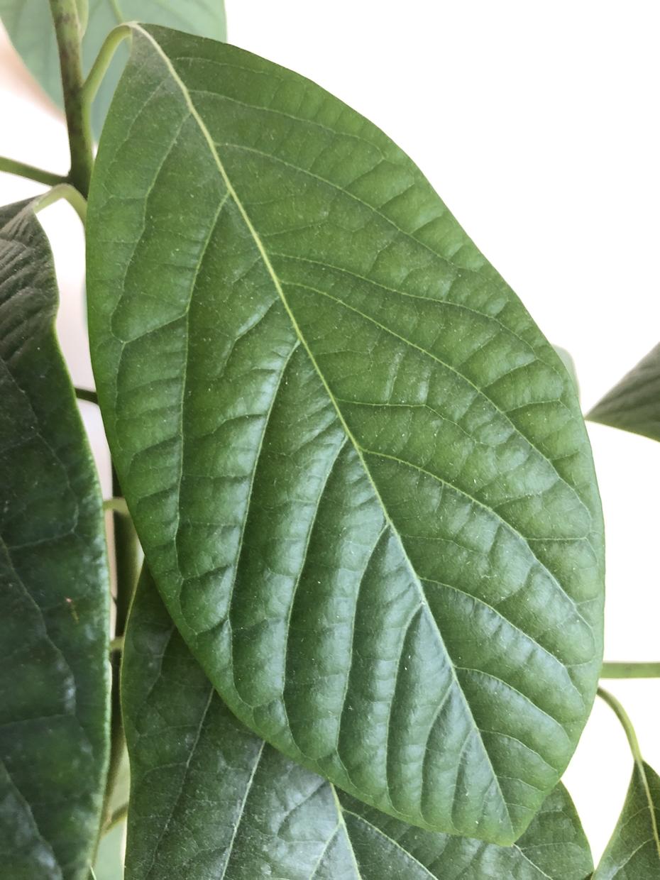 植物に関する話をお教えします コラムや自由研究に使える植物の話をご提供!