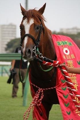競馬予想(地方競馬5日間分)を提供します 競馬好きで初心者から玄人なで幅広く