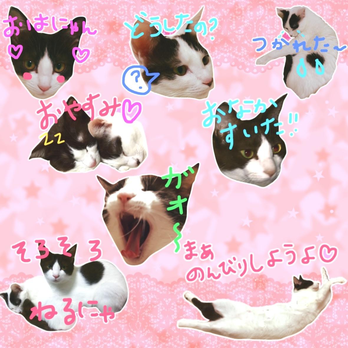 好きな写真でLINEスタンプお作りします ペットやお子様ご家族様ご友人とのお写真etcにいかがですか?