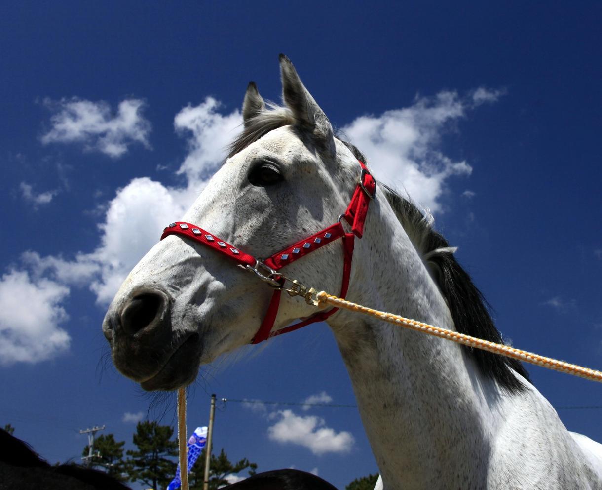 川崎競馬の攻略法教えますます オッズと馬番を確認するだけで買うべき馬券が見つかる