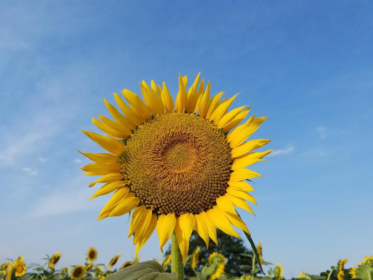 ギフトにぴったりの素敵なアレンジに仕上げます 一生に一度しかない今を華やかに!