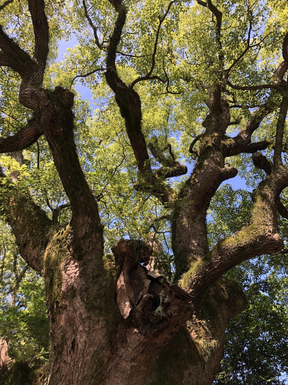 あなたの人生の設計図をお伝えします 望んだ未来に辿り着く指針を手に入れよう！ 人生・スピリチュアル ココナラ