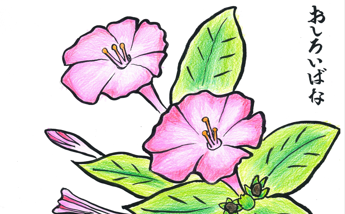 高齢者向けの塗りやすい塗り絵を見本も含めて作ります 12色色鉛筆で塗る事が出来る丁度良い難易度の塗り絵を作ります イラスト作成 ココナラ