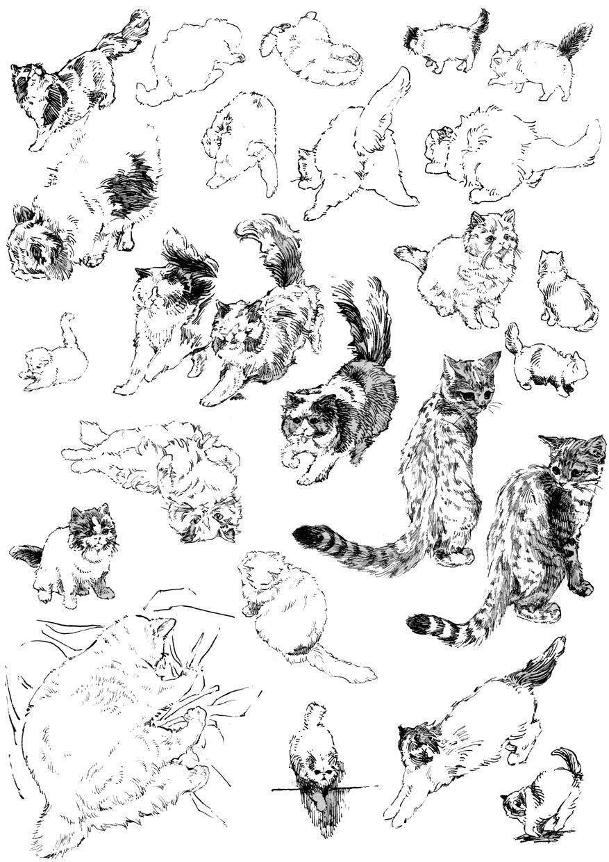 動物のおしゃれなイラスト描きます お写真 動画をもとに動きのあるイラストを作成します ペットイラスト作成 ココナラ 動物のおしゃれなイラスト描きます お写真 動画をもとに動きのあるイラストを作成します ペットイラスト作成 ココナラ