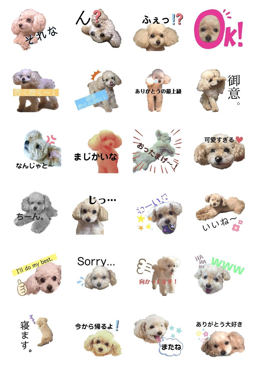 愛犬にゃんこ写真でLINEスタンプ作ります 使うたびに癒される…!大事な家族の写真をLINEスタンプに。