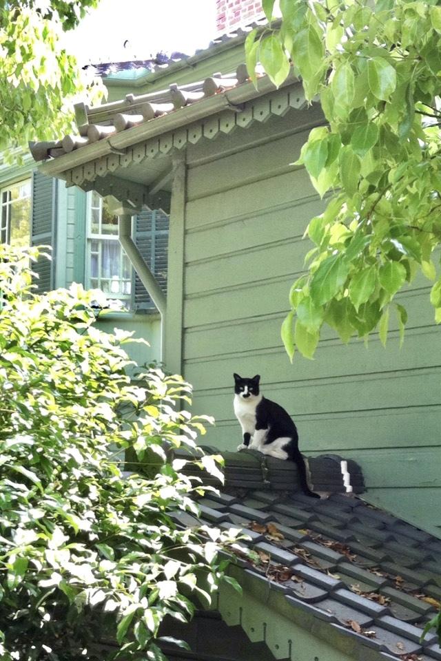 猫ちゃんのお悩み相談室を開いてます 現役ペットシッターが猫ちゃんに関するご質問にお答えします ペット 動物の相談 ココナラ