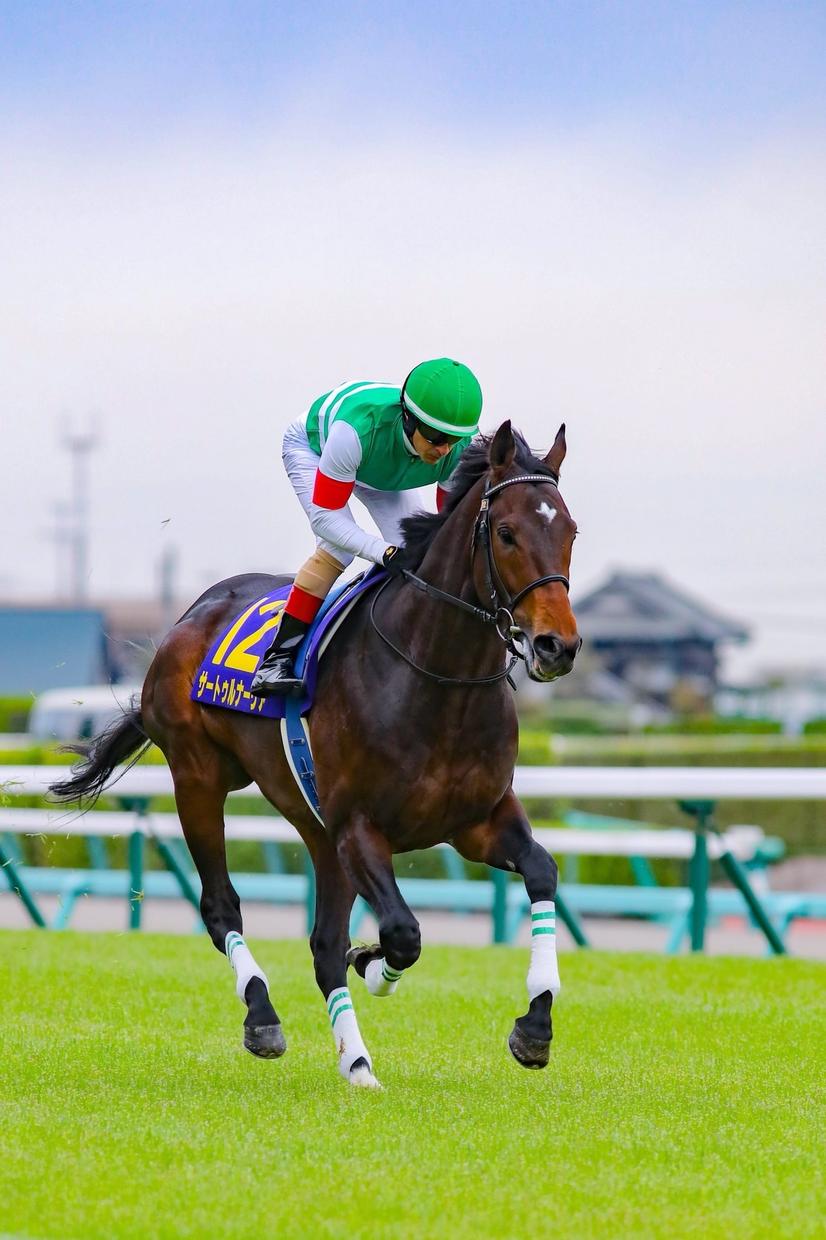 競馬予想!!中央競馬 軸馬を教えます 本命、対抗、穴 問わず馬は動物勝てる戦しかしない性分です。