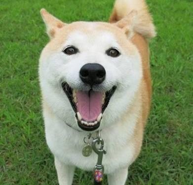 ご家族の犬の似顔絵描きます かわいい家族を携帯の待ち受け用にしたいあなたへ