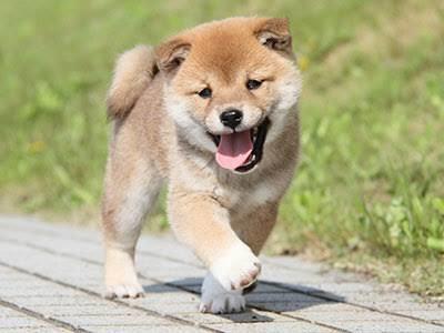 ペットのメモリアル動画編集します 大切なペットとの思い出をメモリアル動画として残しませんか?