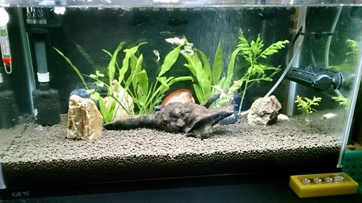 金魚飼育の始め方をお教えします 初心者の方が理解出来るように丁寧にお教えいたします。
