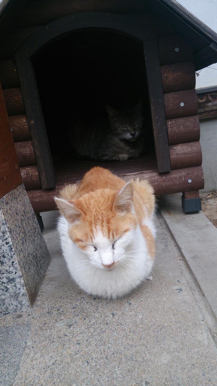 かわいい猫の写真や動画をさしあげます