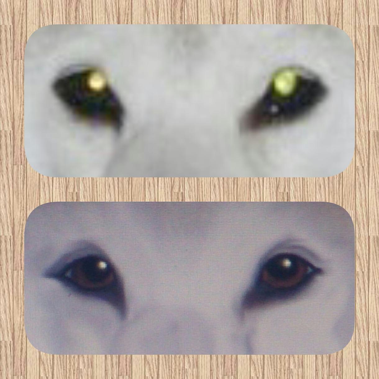 ペットの赤目を修正します 犬猫の飼い主さん 写真が綺麗に撮れなかった時に ペットイラスト作成 ココナラ