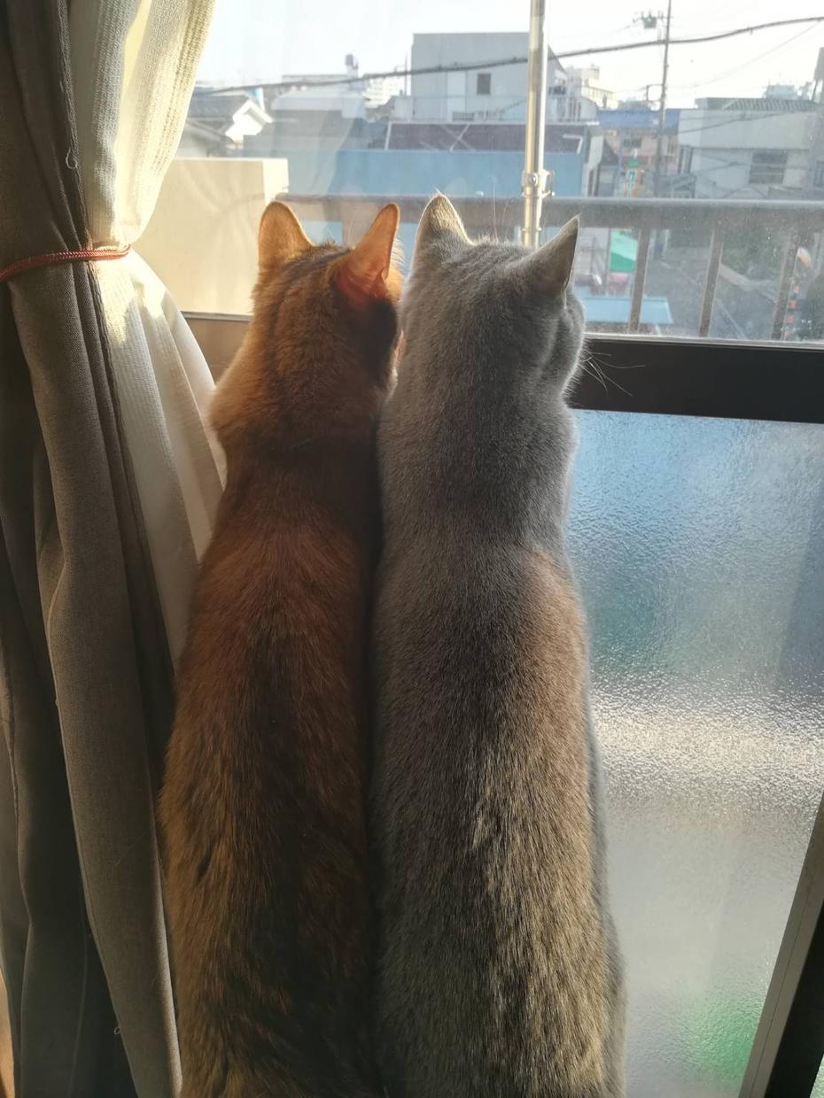 猫の画像を提供致します 猫好きの方!自宅の猫2匹の画像を提供いたします!