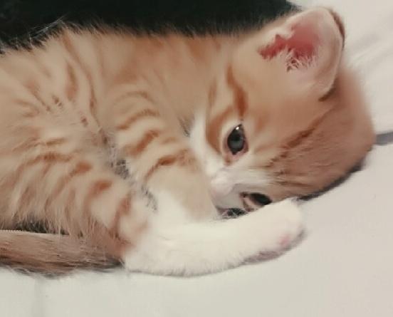 画像加工や画像動画編集いたします。