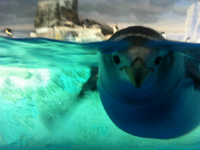 【無料枠！】写真を３D風にしてサクッと見れる５秒程度の動画をにします イメージ3