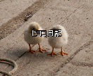 動画の分割・連結・トリム（不要部の削除）行います 撮り溜めた動画の整理代行、やるとなると結構時間を取られますね イメージ12