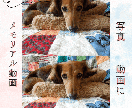 思い出のペットの写真を5秒の動画にします 「うちのこ」の写真から、世界にひとつだけの映像に仕上げます。 イメージ2