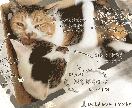 あなたのおうちのねこさんをほめます ねこさんのお写真に、ねこさんのステキなところを書き込みます イメージ2