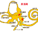 プリントや画像を【イラストレーターデータ】にします プリント物をイラストレーターデータに。 イメージ1