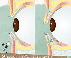 医療 美容分野のイラストを制作します 大学病院内のデザイン事務所で イラスト制作経験あり イラスト作成 ココナラ