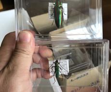 昆虫標本作ります 昆虫は標本にすると永く保存できます エンタメ 趣味の相談 おすすめ ココナラ