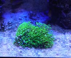 海水水槽 サンゴ 金魚飼育に関する相談お受けします 海水水槽や金魚水槽を簡単にお店やお家でやってみたい方 エンタメ 趣味の相談 おすすめ ココナラ