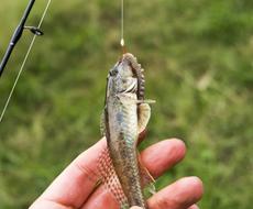 エサ代 ３００円 超簡単ハゼ釣り教えます 釣具購入の仕方 仕掛け作りから 釣りまで詳しく解説 スポーツ アウトドア ココナラ