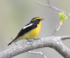 コロナ関連ワクチン、病気や感染対策等相談乗ります 少しでも気持ちが楽になったり嬉しくなっていただければ幸いです