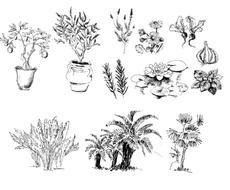 植物を使った壁紙やイラストを作成します あなたの好きな植物を絵にしてみませんか イラスト作成 ココナラ