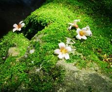 気軽にお坊さんに質問できます お葬式 お布施 現役のお坊さんがお答えします 生活の知恵 節約の相談 ココナラ