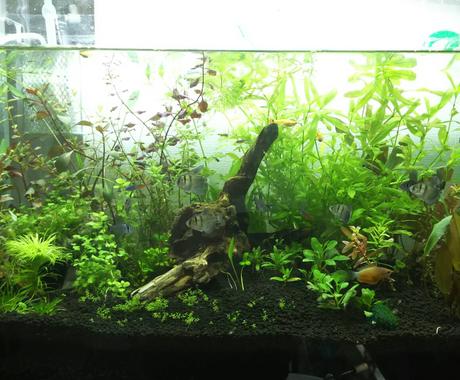 淡水水槽 水草水槽を始めたい人 ご相談承ります アクアリウムはじめてみませんか その他 住まい 美容 生活 趣味 ココナラ 淡水水槽 水草水槽を始めたい人 ご相談承ります アクアリウムはじめてみませんか その他 住まい 美容 生活 趣味 ココナラ