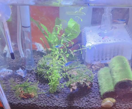 癒しのアクアリウムを始めませんか お手伝いします 水槽の立ち上げをアドバイスします その他 住まい 美容 生活 趣味 ココナラ