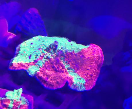 アクアリウムに関すること全般相談承ります 熱帯魚 サンゴ 水草 シュリンプ ベタは特に詳しいです ペット 動物の相談 ココナラ