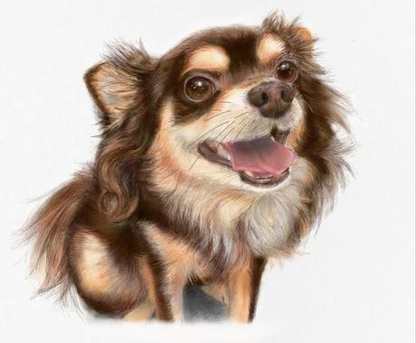 愛犬のリアルな似顔絵描きます 愛犬を亡くした方 愛犬への愛が止まらない方に ペットイラスト作成 ココナラ 愛犬のリアルな似顔絵描きます 愛犬を亡くした方 愛犬への愛が止まらない方に ペットイラスト作成 ココナラ