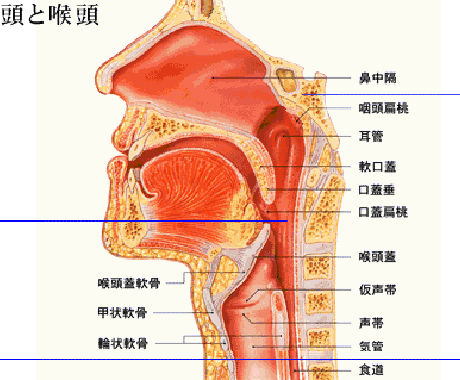 歌初心者〜中級者の人に技術を自分だけのものにします イメージ1