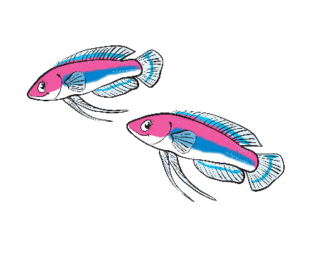 キャラクター風生き物イラスト作成します。 イメージ2