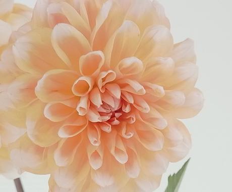 フラワーギフトナビ その他 ライフスタイル エンタメ ココナラ