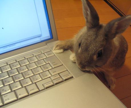 うさぎの飼い方アドバイスします 飼いたい気持ちの背中を押します ペット 動物の相談 ココナラ