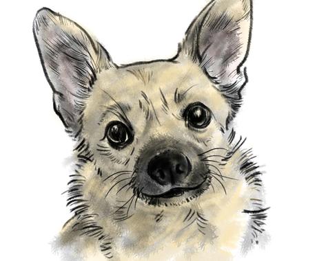 動物をスケッチ風に描きます ペットの似顔絵やアイコンに如何でしょうか ペットイラスト作成 ココナラ