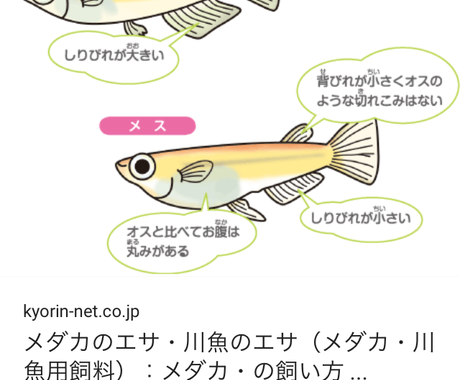 熱帯魚 メダカの初心者の方の 飼育サポートします これから熱帯魚 メダカの飼育を始めたい方 ペット 動物の相談 ココナラ