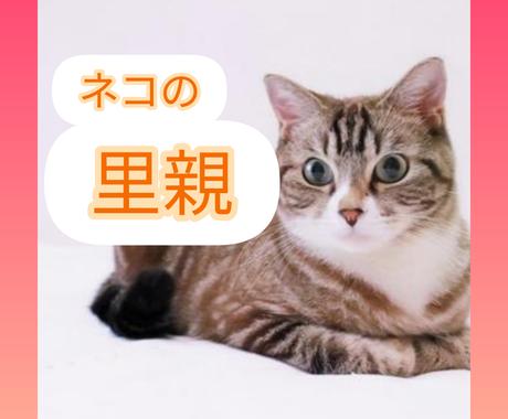 元保護猫カフェ店員がネコの里親にお悩みお聞きます 2日間 猫の里親 不安 費用などねこの飼育相談相手になります ペット 動物の相談 ココナラ