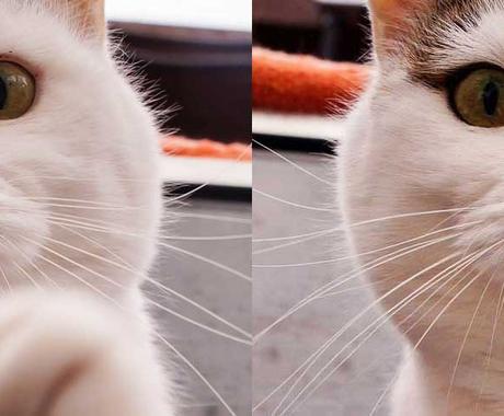 ペット 動物のお写真のキメ顔を残す修正 加工します 写真館と出版会社で写真加工歴10年の安定した技術 写真の編集 加工 ココナラ