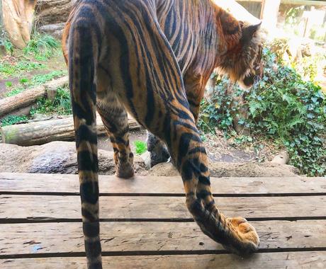 動物関係のお仕事をするには 獣医が相談にのります なりたい仕事に就くために 今できることや悩みを聞きます その他 悩み 恋愛 話し相手 ココナラ
