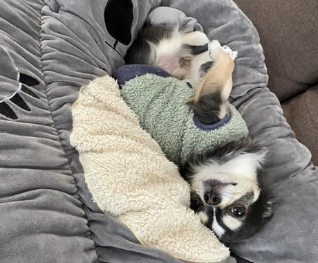 霊感で犬の気持ちをリーディングします 犬専門になりますが 気持ちをリーディングします その他 占い ココナラ