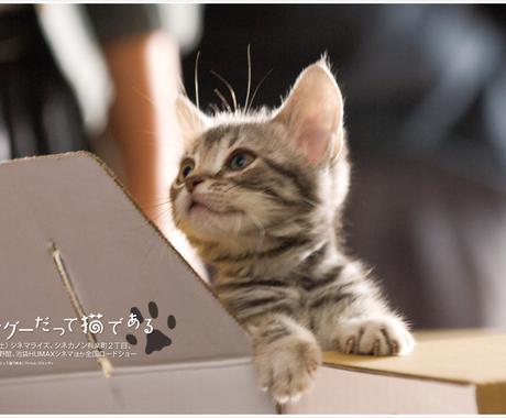 韓国人について相談に乗ります 恋愛 政治観 歴史など 心の悩み相談 ココナラ